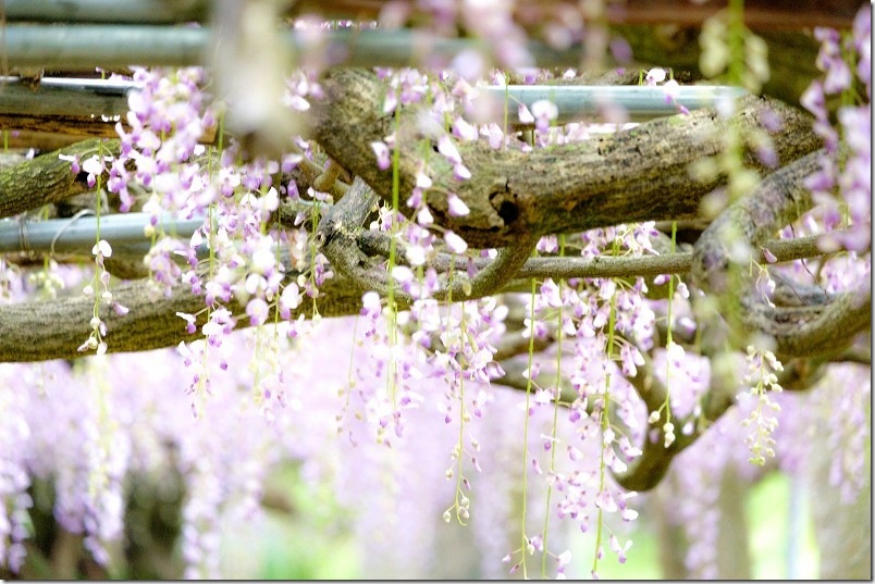 糸島 宇美八幡宮の藤棚 2019/04/28時点の開花状況