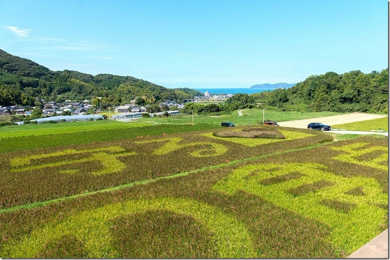 櫓から見た2026年の文字（右半分）｜糸島市二丈の赤米アート