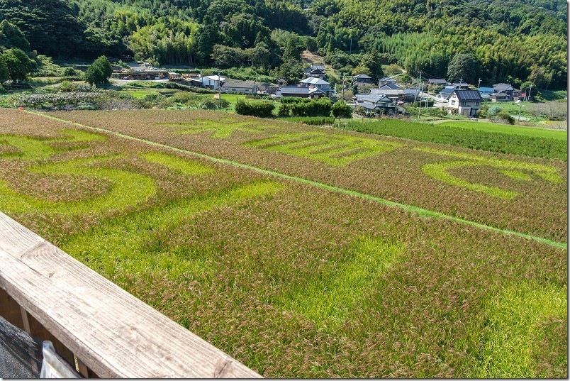 櫓から見た2026年の文字（左半分）｜糸島市二丈の赤米アート