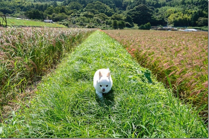 こむぎ（チワワ・犬）を連れて、田んぼの周りも散策｜糸島市二丈の赤米アート
