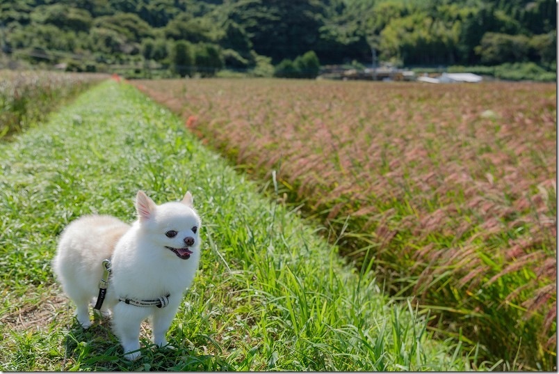 赤米アートの田んぼを、こむぎ（チワワ・犬）とくるっと1周回り散策