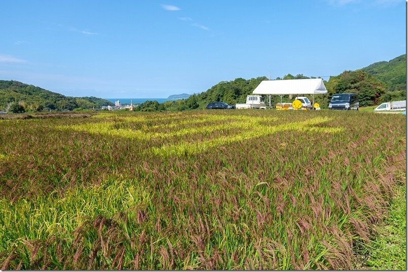 赤米や黒米の試食と即売会｜糸島市二丈の赤米アート