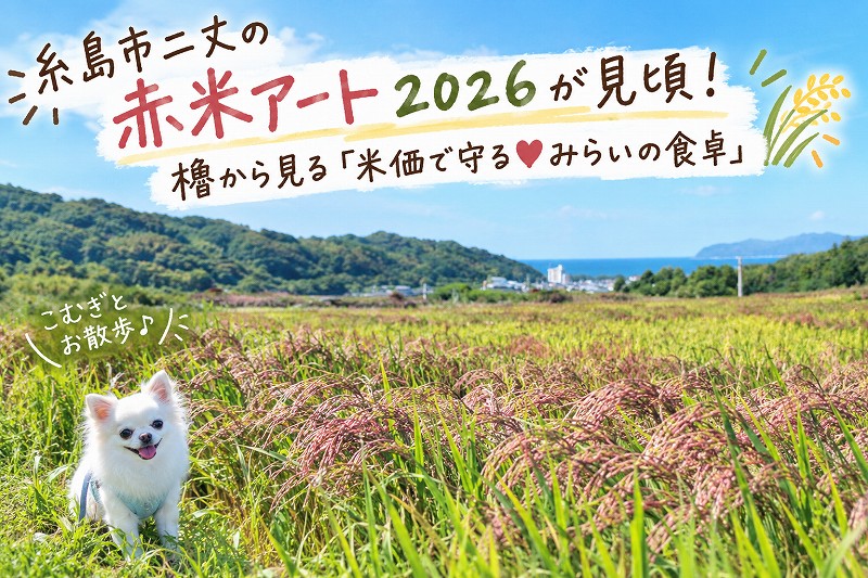 糸島市二丈の赤米アート2026が見頃！櫓から見る「米価で守る❤みらいの食卓」