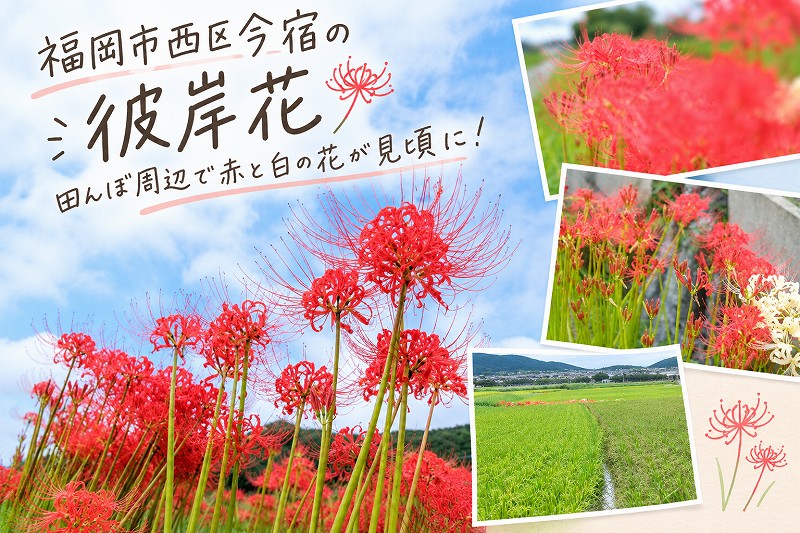 福岡市西区今宿の彼岸花｜2026年は田んぼ周辺で赤と白の花が見頃に！