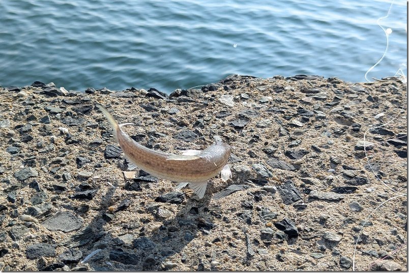 糸島で10月に釣れたエソ
