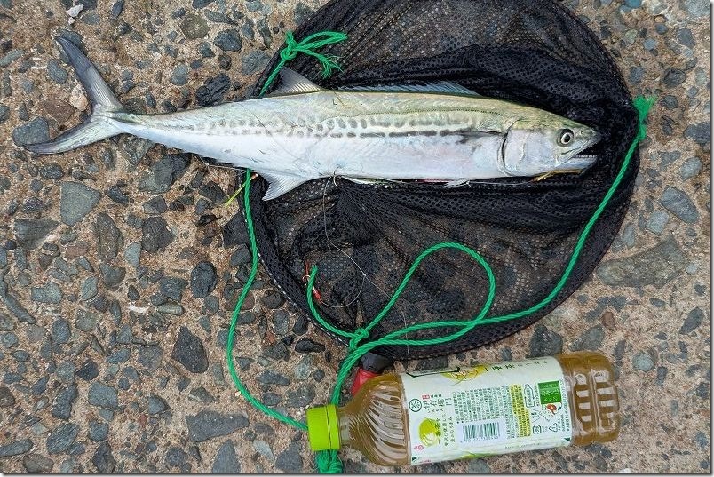 ジグサビキでサゴシを釣る