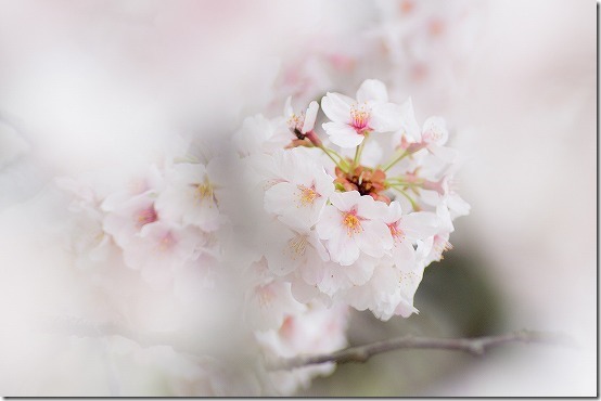 南阿蘇　観音桜　ピンク色で綺麗
