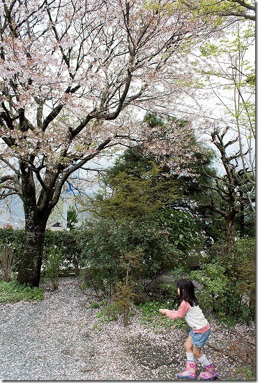 南阿蘇　久木野庵の桜