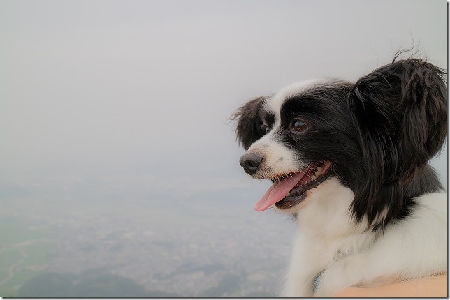 米山展望台から眺めるパピヨン