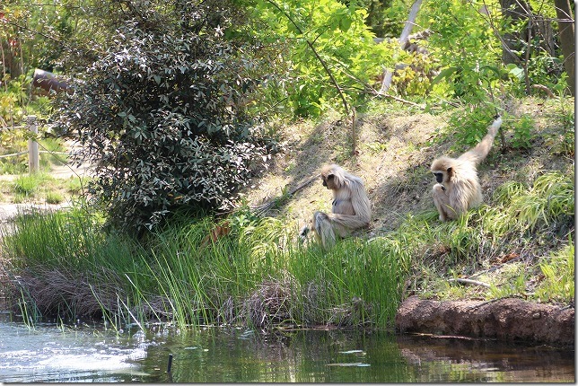 ときわ動物園、水辺の猿
