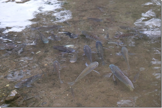 湯布院の金鱗湖の熱帯魚
