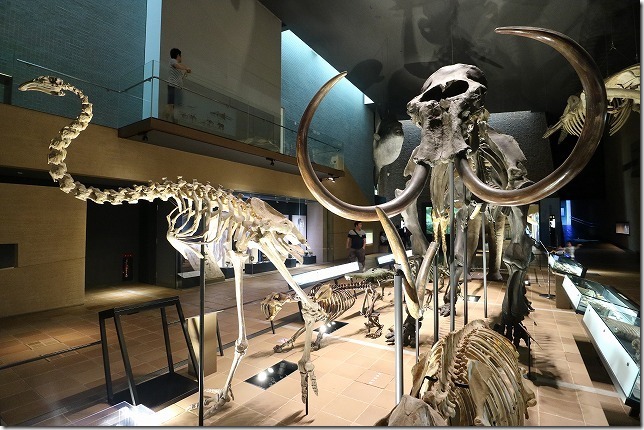 いのちのたび博物館、常設展の恐竜