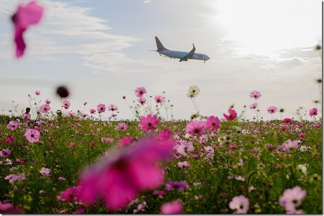 佐賀空港のコスモス畑と飛行機