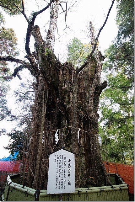 加藤清正公自身が植えた、銀杏の木