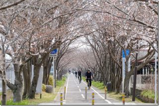 桜のトンネル 徐福サイクリングロード途中で食事(三重津海軍所カレーうどん)