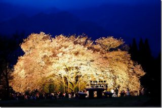 阿蘇 一心行の大桜がライトアップと桜吹雪 2017