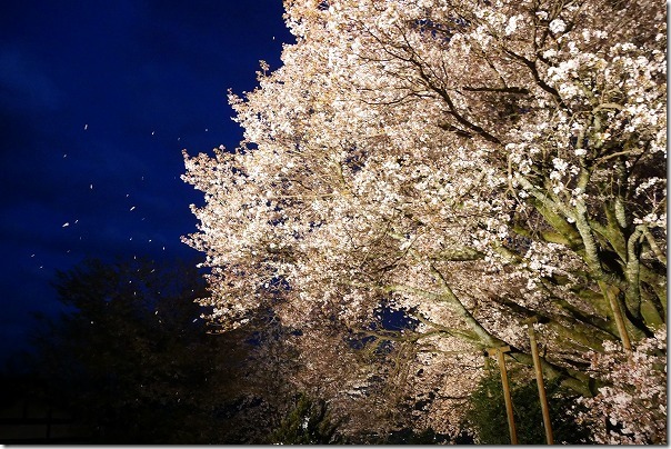阿蘇一心行の大桜の桜吹雪