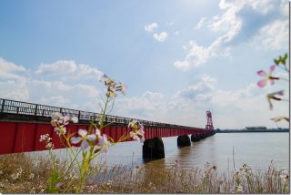 桜並木の下を走る徐福サイクリングロード(昇開橋~南佐賀駅跡)