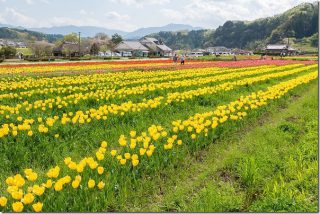 春の原尻の滝で馬とチューリップ畑(大分県豊後大野市)