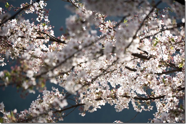 竹田、穴森神社の桜