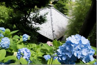長谷・極楽寺のあじさい巡りの散策(鎌倉6月)