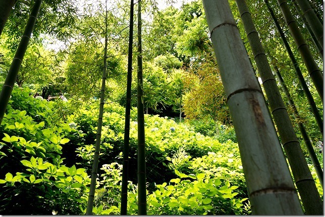 長谷寺のあじさいの路と竹林