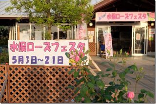 水俣のバラ園 ローズフェスタ(熊本県水俣市)