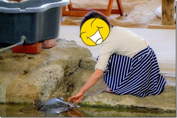 奄美大島で亀の餌やり