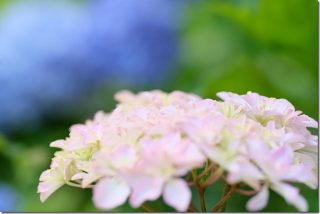 久留米 あじさい寺(千光寺のあじさい開花状況)