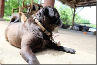阿蘇の観光牧場 竹原牧場で動物とふれあう