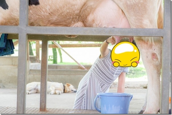 阿蘇,竹原牧場の牛の乳搾り体験