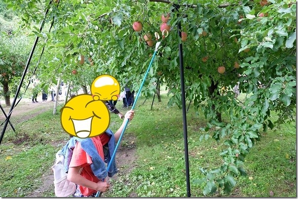 三瀬「まるじゅんりんご園」のリンゴ狩り