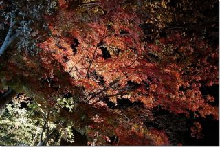 紅葉の綺麗な金色温泉(大分県中津市)