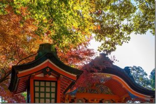 宇佐神宮の秋と紅葉(大分県宇佐市)