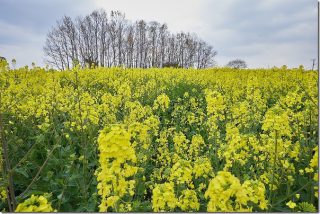 広大な菜の花畑 長崎鼻(大分県豊後高田市)