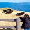 呼子 加部島で牛と海(杉ノ原放牧場・加部島展望台)