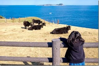 呼子 加部島で牛と海(杉ノ原放牧場・加部島展望台)