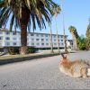 うさぎ島(大久野島)の国民休暇村(部屋・温泉・イベント等)