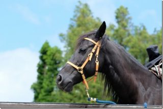 「くじゅう」で子供の乗馬体験 エル・ランチョ・グランデ(料金・コース)