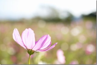 長崎 あぐりの丘のコスモス畑