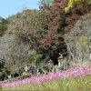 富貴寺のコスモス畑と紅葉(大分県豊後高田市)