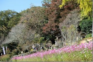 富貴寺のコスモス畑と紅葉(大分県豊後高田市)