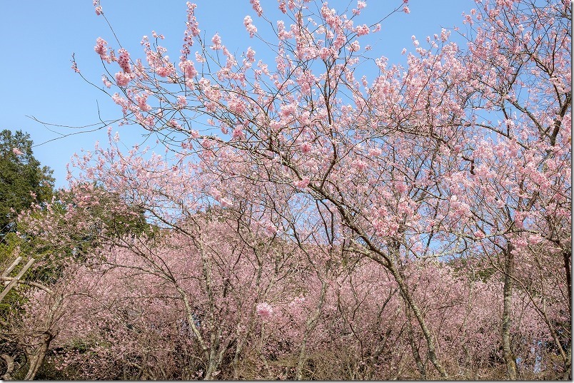 珂川市の初御代桜（ハツミヨザクラ）