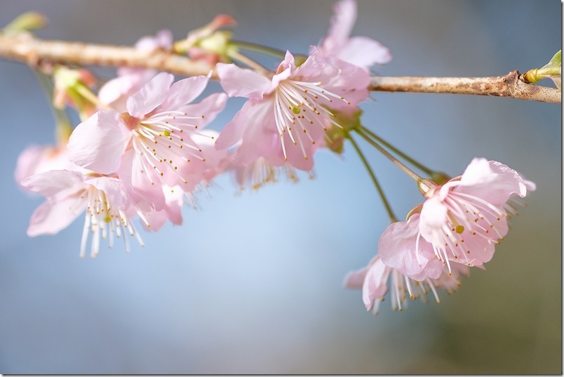 那珂川市の初御代桜の淡いピンク色