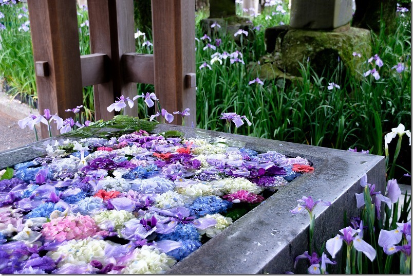 宮地嶽神社の手水舎（紫陽花の水鉢）