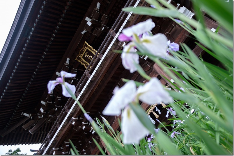 宮地嶽神社の門前の花菖蒲