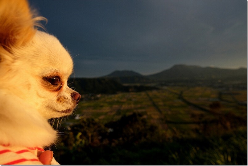 阿蘇「城山展望台」からの展望と犬