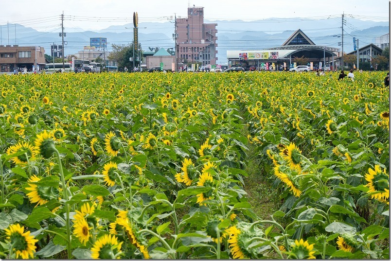 道の駅「原鶴」の「ひまわり畑」が見頃、10月上旬