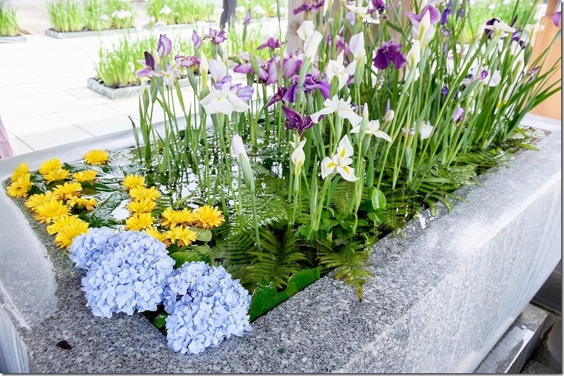 宮地嶽神社、花手水にも菖蒲と紫陽花