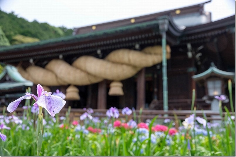 宮地嶽神社、境内の菖蒲、紫陽花